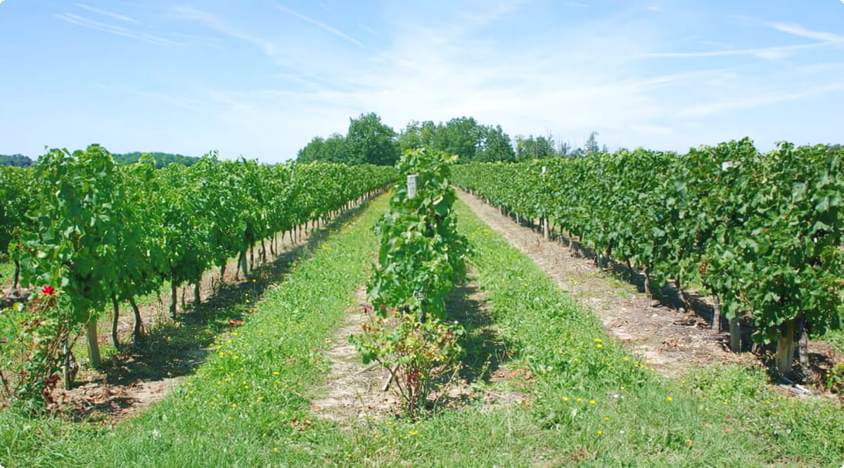Nuestro inventario incluye una amplia variedad de vehículos.